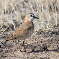 Mountain Plover