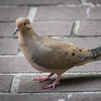 Mourning Dove standing on brick paving