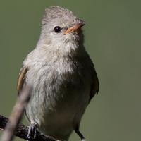 Northern Beardless Tryannulet perched on a branch