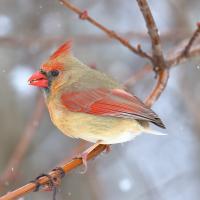 Female Northern Cardinal with no tail. She is perched on a branch, with a few snowflakes falling down past her.
