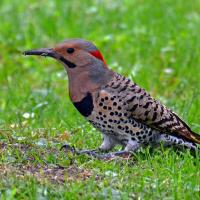 Northern Flicker standing on grassy area while eating ants