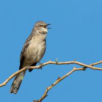 Northern Mockingbird perched on a branch against a clear blue sky, its head turned to the left and its beak open as it sings in the sunlight