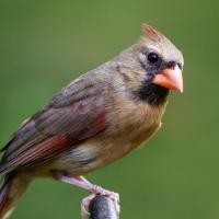 Female Northern Cardinal