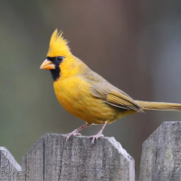 Yellow Northern Cardinal perches on gray wooden fence
