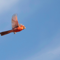 A bright red Northern Cardinal flies across an open blue sky
