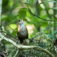 A Nava's Wren perches with their head upturned in song. The background is tropical greenery.