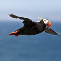 Tufted Puffin glides through the air