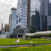 Herring Gulls on the roof of the Javits Center