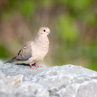 Mourning Dove perches on rocks