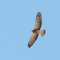 A juvenile Swainson's Hawk soars across a bright blue sky.