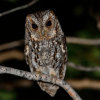 A Flammulated Owl perches on a bare branch. The tiny raptor's feathers are brown and streaky with a few flecks of orange.