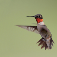 A male Ruby-throated Hummingbird photographed hovering in flight. 