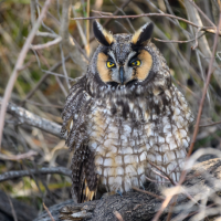 A Long-eared Owl perched in a dry bush with their feathers all puffed up, looking cold and sleepy.