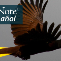 A Montezuma Oropendola flies to the viewer's right. "BirdNote en Español" appears in the upper left corner.