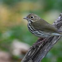 An Ovenbird, its light olive brown back and white and black striped breast visible as it perches on a large broken branch