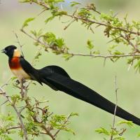 A male Paradise Whydah bird showing the extremely long tail feathers grown during breeding season 