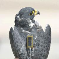Peregrine Falcon with transmitter