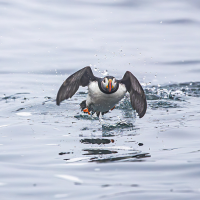 Atlantic Puffin in water