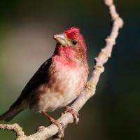 A male Purple Finch facing forward, looking up to his right, in sunlight