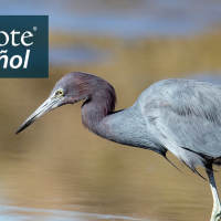 A Little Blue Heron stalks through water at a shoreline in sunlight. The heron has light blue body, a purplish neck and a very long sharp pointed beak. "BirdNote en Español" appears in the top left corner. 