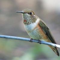 Rufous Hummingbird juvenile