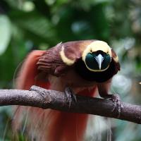 A Raggiana Bird-of-Paradise showing its yellow head with black mask, reddish brown plumage and long tail feathers