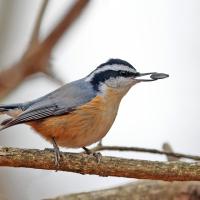 A Red-breasted Nuthatch perches on a branch with a seed in its mouth