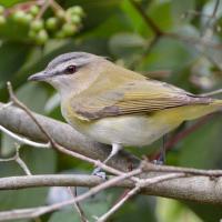 A Red-eyed Vireo seen in left profile, perched amidst branches and greenery. A grayish horizontal stripe sets off the red eye of the vireo, and its greenish yellow, light brown, and white plumage looks softly blended as its body tapers neatly to a short tail.
