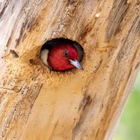 A Red-headed Woodpecker peers out from a nest hole in a tree trunk 