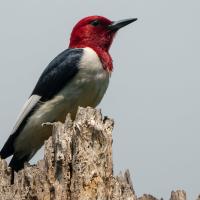 Red-headed Woodpecker