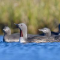 Red-throated Loon