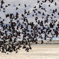 Red-winged Blackbirds flocking