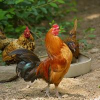 Domesticated rooster and hens