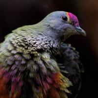 Front view closeup of Rose-crowned Fruit Dove, showing myriad colors in its plumage, it's breast feathers fluffed out and its head turned to its left.