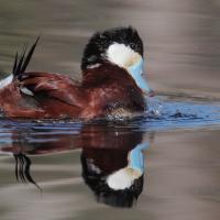 Ruddy Duck bubbling display