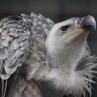 Ruppell's Griffon Vulture