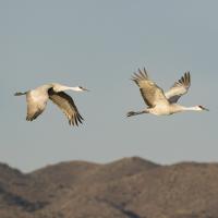 Dos grullas grises en vuelo