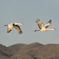 Pair of Sandhill Cranes in flight