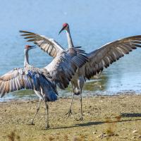 Dos grullas grises bailando en la orilla de un lago