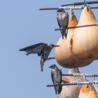 A colony of Purple Martins nesting in hanging gourds.