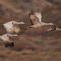 Four Sandhill Cranes flying against a mountain backdrop.