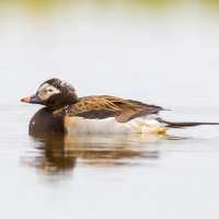 A male Long-tailed Duck in breeding plumage sitting on the surface of a lake in Alaska.