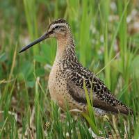 Short-billed Dowitcher