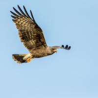 Snail Kite