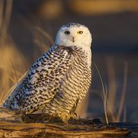 Snowy Owl perched and looking toward the viewer