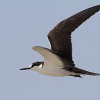 Sooty Tern in flight