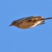 Sprague's Pipits in flight