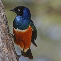 Superb Starling