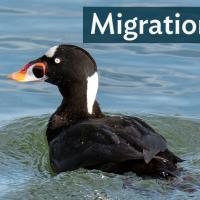 Surf Scoter swimming in clear lake water, lit by sunlight
