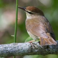 Swainson's Warbler in Great Dismal Swamp NWR